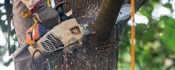 Trusted Woodstock, GA Tree Care Experts