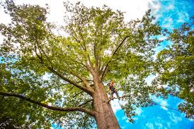 Best Tree Risk Assessment  in Woodstock, GA
