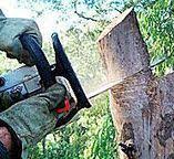 Best Tree Health Inspection  in Woodstock, GA