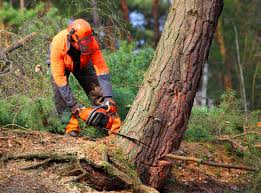 Best Leaf Removal  in Woodstock, GA