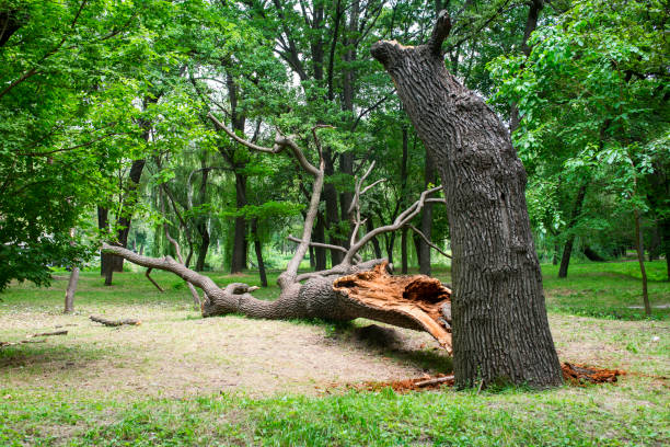 How Our Tree Care Process Works  in  Woodstock, GA