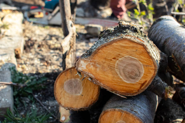 Best Tree Preservation Services  in Woodstock, GA