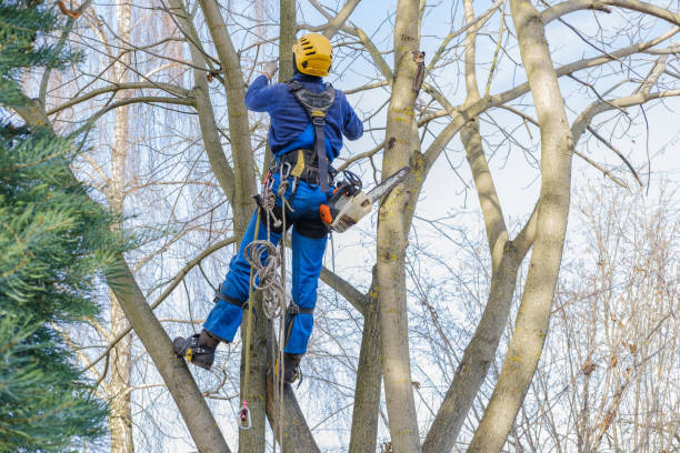 Best Root Management and Removal  in Woodstock, GA