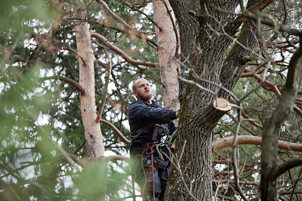Best Tree Disease Treatment  in Woodstock, GA