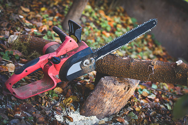 Best Tree Removal  in Woodstock, GA